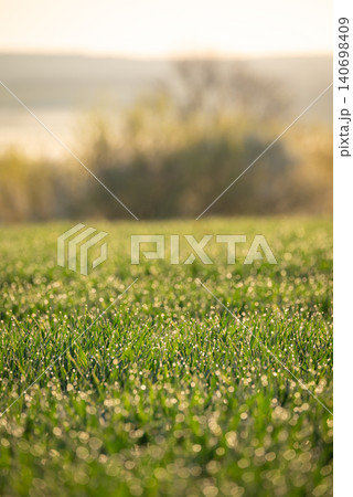 Green grass with dew and sun rays on it, close up, soft focus. Picture of fresh young grass in the meadow, drops of water and soft sunlight on a beautiful spring morning Green grass with dew and sun rays on it, close up, soft focus. Picture of fresh young grass in the meadow, drops of water and soft sunlight on a beautiful spring morning 140698409