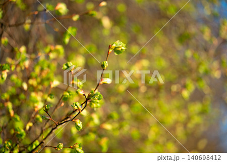 Tree buds open and young leaves on the branches. Close up of small green leaves on a beautiful bright sunny day in early spring Tree buds open and young leaves on the branches. Close up of small green leaves on a beautiful bright sunny day in early spring 140698412