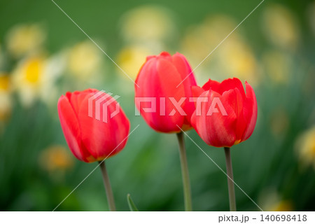 Bright red tulips, close up. Yellow narcissus flowers on the background, bright tulips view on a beautiful spring garden Bright red tulips, close up. Yellow narcissus flowers on the background, bright tulips view on a beautiful spring garden 140698418