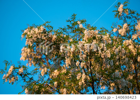White acacia flowers blooming at sunset. Acacia tree in full bloom lit by warm setting sun on the background of blue sky 140698423