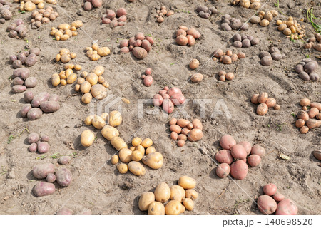Rows of harvested potato on the ground. Harvest of potato at home, different colour of digged out from the ground potato 140698520