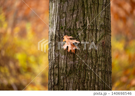 Orange oak leaf on the tree trunk. Autumn forest, oak tree, colorful fall background 140698546
