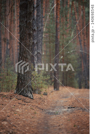 Pine tree in forest in Autumn. Moody dark photo of pine forest in rainy fall weather 140698548