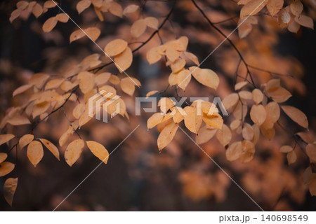 Close up of bright yellow leaves on tree in autumn. Bright colours of autumn, cloudy and rainy weather 140698549