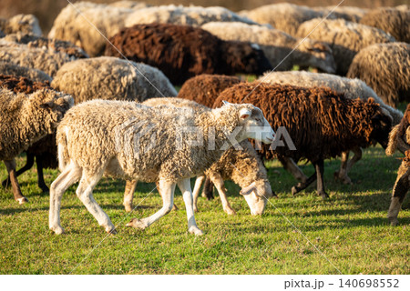 Herd of sheep going home after grazing all day on green grass. Evening shot of big herd of sheep and lambs 140698552