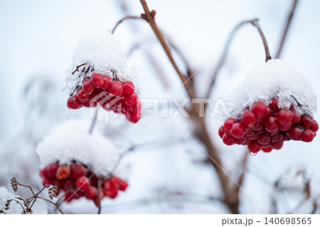 Snow-covered red viburnum berries on on the branches, close up. Useful for the body, natural medicine and frosty winter day concept 140698565