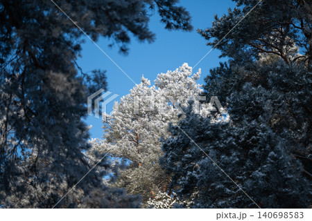 Tops of trees in frost and snow against blue sky background. Pine trees frame, bright sunny day in forest Tops of trees in frost and snow against blue sky background. Pine trees frame, bright sunny day in forest 140698583
