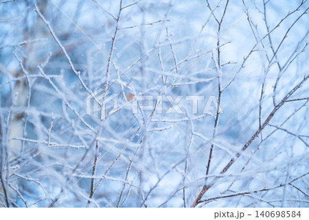 Close up of branches of birch tree in frost. Cold winter weather, branches in snow and ice Close up of branches of birch tree in frost. Cold winter weather, branches in snow and ice 140698584