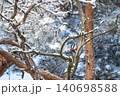 Woodpecker on pine tree branch in winter. Woodpecker on pine tree covered in snow and frost after blizzard 140698588