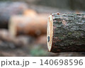 Close up of a cut tree trunks with licence pin. Legal cutting of wood in the forest, preparing timber for heating in winter 140698596