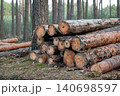Cutting fir trees in the forest, forestry. Logs with licence pins stacked on the ground in the woods, concept of renewable energy resources 140698597