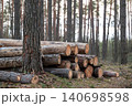 Trunks of old pine trees without bark, cut and stacked on the ground. Pile of cut timber laying in the woods, forestry concept 140698598