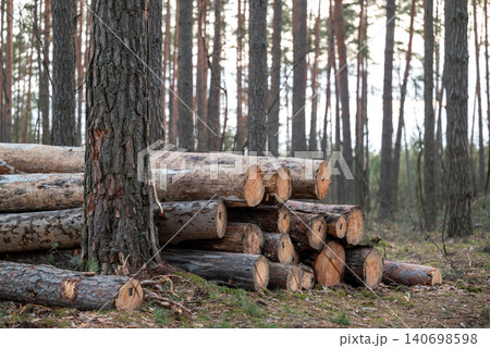 Trunks of old pine trees without bark, cut and stacked on the ground. Pile of cut timber laying in the woods, forestry concept 140698598