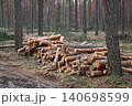 Large pile of cut logs in the woods, laying on the ground between other trees. Concept of forestry, renewable energy resources, planned cutting of timber 140698599