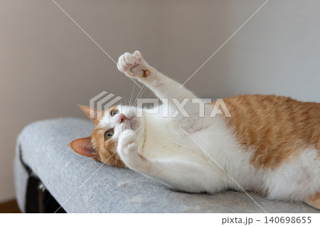 おもちゃで遊ぶ猫 茶トラ白 おもちゃで遊ぶ猫 茶トラ白 140698655