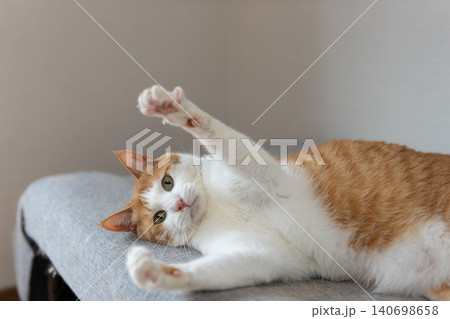 おもちゃで遊ぶ猫 茶トラ白 おもちゃで遊ぶ猫 茶トラ白 140698658