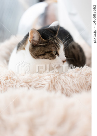 見つめる猫 キジトラ猫 見つめる猫 キジトラ猫 140698662