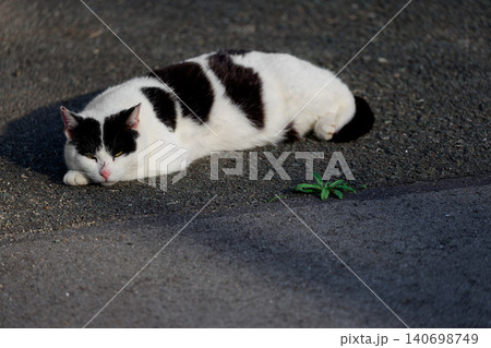 東京ばななみたいなぶち猫柄の野良猫 東京ばななみたいなぶち猫柄の野良猫 140698749