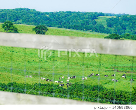 夏の北海道標茶町にある多和平で牛がのんびり草を食べている風景 140698866