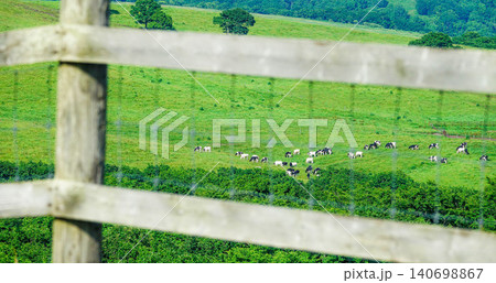 夏の北海道標茶町にある多和平で牛がのんびり草を食べている風景 夏の北海道標茶町にある多和平で牛がのんびり草を食べている風景 140698867