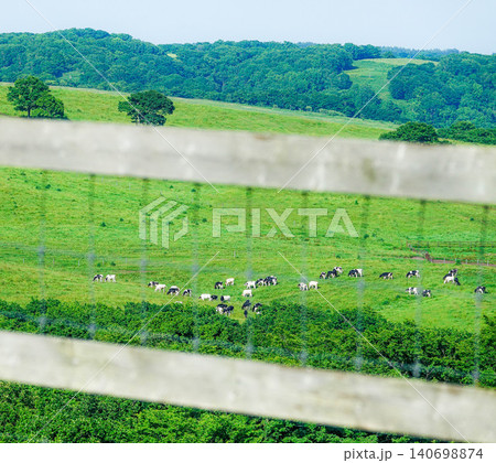 夏の北海道標茶町にある多和平で牛がのんびり草を食べている風景 夏の北海道標茶町にある多和平で牛がのんびり草を食べている風景 140698874