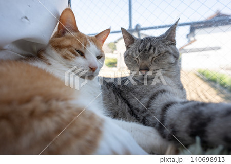 窓辺でくつろぐ猫 窓辺でくつろぐ猫 140698913