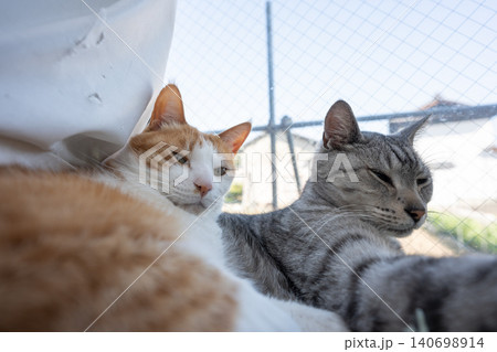 窓辺でくつろぐ猫 窓辺でくつろぐ猫 140698914
