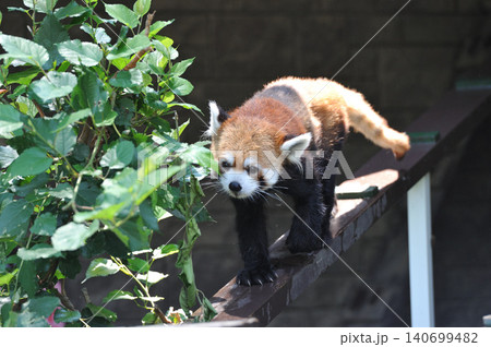通路を歩くレッサーパンダの全身 140699482