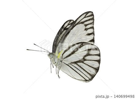 Neophasia menapia white butterfly isolated on white background. Delicate white and black striped butterfly. Neophasia menapia white butterfly isolated on white background. Delicate white and black striped butterfly. 140699498