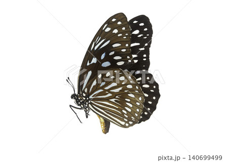 Beautiful closeup (Dark Glassy Tiger Butterfly). Beautiful blue butterfly flying isolated on white background. for graphics or advertising design. Beautiful closeup (Dark Glassy Tiger Butterfly). Beautiful blue butterfly flying isolated on white background. for graphics or advertising design. 140699499
