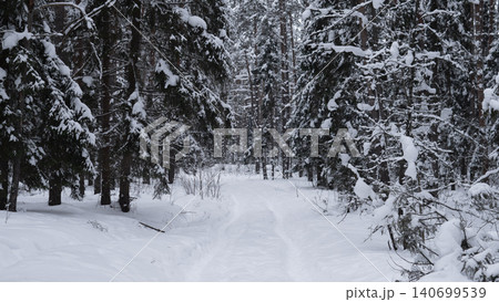 Narrow snow-covered trail winding through dense evergreen forest with heavy snow on branches, low underbrush partly buried in drifted snow, muted gray Narrow snow-covered trail winding through dense evergreen forest with heavy snow on branches, low underbrush partly buried in drifted snow, muted gray 140699539