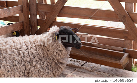 A close view of a woolly sheep with a dark face standing inside a rustic wooden enclosure, with slatted fencing, worn floorboards, and soft daylight entering from outside A close view of a woolly sheep with a dark face standing inside a rustic wooden enclosure, with slatted fencing, worn floorboards, and soft daylight entering from outside 140699654