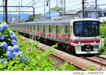 京王8000系と紫陽花 京王8000系と紫陽花 140699739