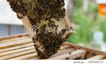 Researcher Observes Hive Activity. Apiary Background Emphasizes Datadriven Colony Health Evaluation. Conservation Efforts Involve Detailed Assessment Of Bee Clusters In Hive Lower Regions 140700172