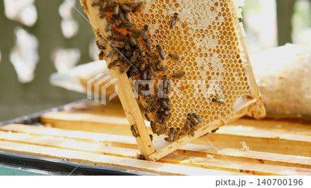Bees Flying To Hive Entrance. Swarm Of Bees Heading Toward Hive Entrance. Bees Returning To Their Hive As They Fly In. Group Of Bees Is Moving Back To Their Hive Entrance With Purpose 140700196