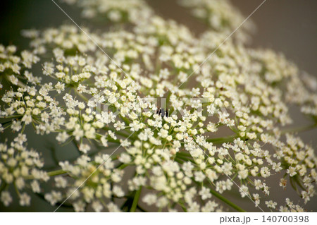 Delicate white umbel wildflower such as wild carrot or ammi, macro photo with soft blurred background. Summer botanical scene with airy structure and natural light, suitable for copy space. Delicate white umbel wildflower such as wild carrot or ammi, macro photo with soft blurred background. Summer botanical scene with airy structure and natural light, suitable for copy space. 140700398