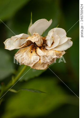 Withered white rose with dry brown petals in garden, close-up macro photo with green blurred background. Summer concept of plant aging, fading bloom and natural life cycle in botanical environment. Withered white rose with dry brown petals in garden, close-up macro photo with green blurred background. Summer concept of plant aging, fading bloom and natural life cycle in botanical environment. 140700424