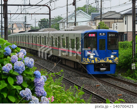 京王9000系30番台9731Fサンリオラッピングトレインと紫陽花 140700425