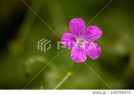 Close-up of purple geranium flower with visible veins and stamens. Summer macro botanical image with soft green background, highlighting structure and details of petals in natural outdoor setting 140700474