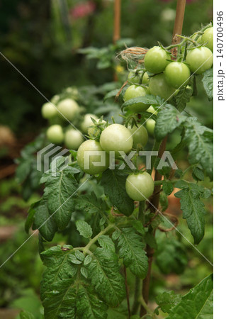 Close view of green tomatoes with water drops growing on a tomato plant in a garden. Fresh unripe fruits developing in clusters among thick foliage during vegetable cultivation. Close view of green tomatoes with water drops growing on a tomato plant in a garden. Fresh unripe fruits developing in clusters among thick foliage during vegetable cultivation. 140700496