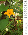 Pumpkin flower with small developing fruit on vine in vegetable garden. Cucurbita plant showing early fruit formation and flowering stage during organic garden cultivation. 140700508