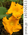 Two large pumpkin flowers blooming in vegetable garden. Bright yellow Cucurbita blossoms with textured petals growing on vine during summer flowering stage. 140700513