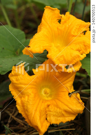 Two large pumpkin flowers blooming in vegetable garden. Bright yellow Cucurbita blossoms with textured petals growing on vine during summer flowering stage. Two large pumpkin flowers blooming in vegetable garden. Bright yellow Cucurbita blossoms with textured petals growing on vine during summer flowering stage. 140700513