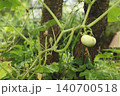 Young pumpkin fruit developing on vine in vegetable garden. Cucurbita plant showing early stage of fruit growth with tendrils and stems in natural garden environment. 140700518