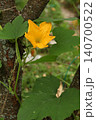 Yellow pumpkin flower growing on climbing vine near tree trunk in garden. Cucurbita blossom showing natural vegetable plant growth in organic garden environment. 140700522
