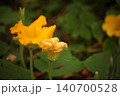 Yellow squash blossom in vegetable garden during summer flowering stage. Close up of Cucurbita flower used for pollination and fruit development in organic vegetable cultivation and home gardening. 140700528