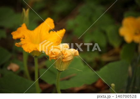 Yellow squash blossom in vegetable garden during summer flowering stage. Close up of Cucurbita flower used for pollination and fruit development in organic vegetable cultivation and home gardening. 140700528