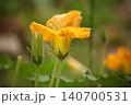 Young squash flower and bud on vegetable plant in summer garden. Cucurbita blossom developing on climbing vine during organic vegetable cultivation and home gardening season 140700531