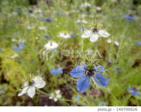 満開のニゲラの花 満開のニゲラの花 140700626