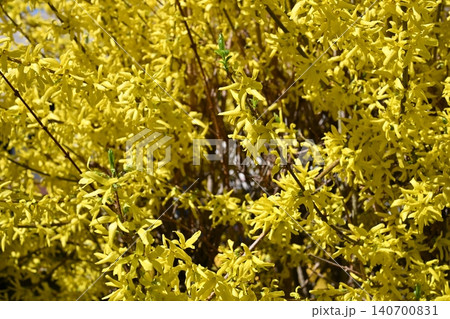 Dense Forsythia Shrub with Masses of Small Yellow Flowers Dense Forsythia Shrub with Masses of Small Yellow Flowers 140700831